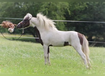 Cheval Miniature américain, Étalon, 7 Ans, 85 cm, Perle