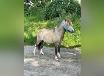 Cheval Miniature américain, Étalon, 9 Ans, 90 cm, Buckskin
