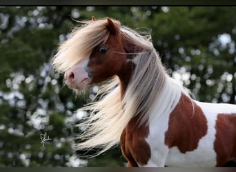 Cheval Miniature américain, Étalon, 12 Ans, 75 cm, Pinto