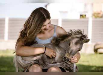 Cheval Miniature américain, Étalon, Poulain (05/2024), 83 cm, Buckskin