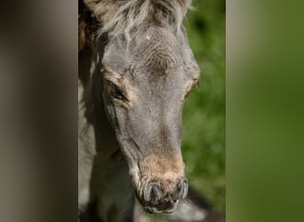 Cheval Miniature américain, Étalon, Poulain (05/2024), 83 cm, Buckskin