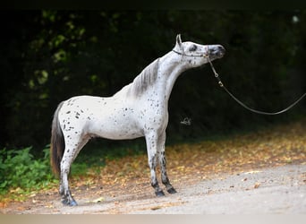 Cheval Miniature américain, Étalon, Poulain (05/2024), 84 cm, Alezan