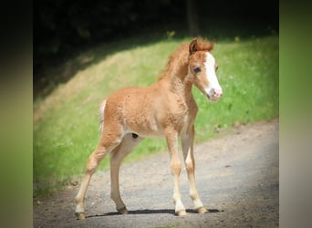 Cheval Miniature américain, Étalon, Poulain (05/2024), 84 cm, Alezan