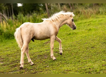 Cheval Miniature américain, Étalon, Poulain (04/2024), 85 cm, Palomino