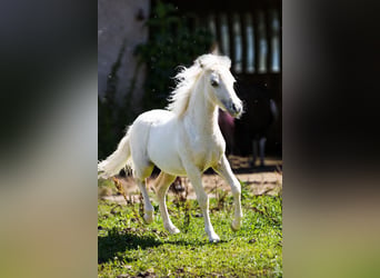 Cheval Miniature américain, Étalon, Poulain (04/2024), 85 cm, Palomino