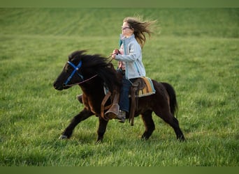Cheval Miniature américain, Hongre, 11 Ans, 97 cm, Noir