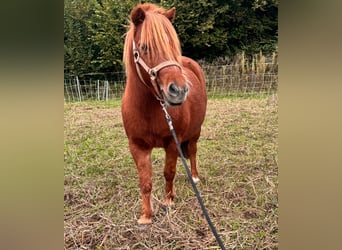 Cheval Miniature américain, Hongre, 11 Ans