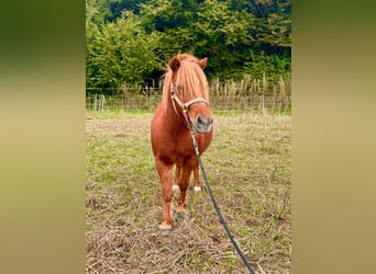 Cheval Miniature américain, Hongre, 12 Ans