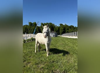Cheval Miniature américain, Hongre, 2 Ans, 86 cm, Blanc