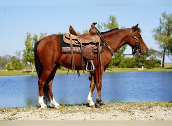 Cheval Miniature américain, Hongre, 6 Ans, 86 cm, Bai cerise