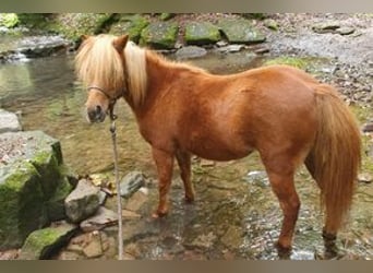 Cheval Miniature américain, Jument, 11 Ans, 94 cm, Alezan