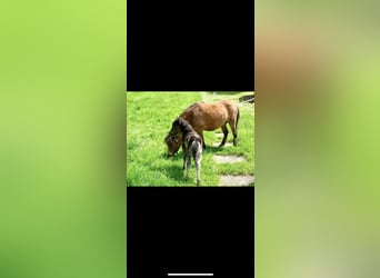 Cheval Miniature américain, Jument, 12 Ans, 83 cm, Bai