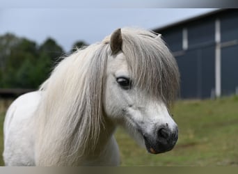 Cheval Miniature américain, Jument, 13 Ans, Pinto