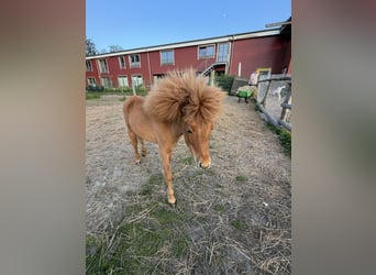 Cheval Miniature américain, Jument, 1 Année, 65 cm, Alezan