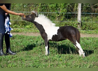 Cheval Miniature américain, Jument, 1 Année, 83 cm, Tobiano-toutes couleurs