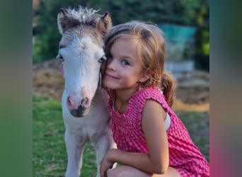 Cheval Miniature américain, Jument, 1 Année, Tovero-toutes couleurs