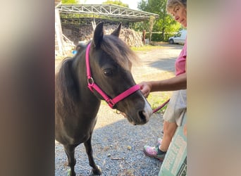 Cheval Miniature américain, Jument, 2 Ans, 85 cm, Bai brun