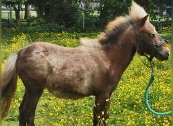 Cheval Miniature américain Croisé, Jument, 3 Ans, 83 cm, Roan-Bay