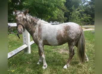 Cheval Miniature américain, Jument, 4 Ans, 80 cm, Léopard