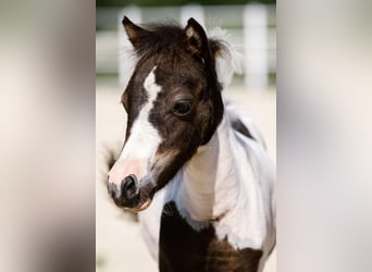 Cheval Miniature américain, Jument, 4 Ans, 85 cm