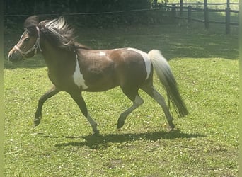 Cheval Miniature américain, Jument, 4 Ans, 95 cm, Tobiano-toutes couleurs