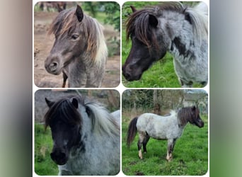 Cheval Miniature américain, Jument, 5 Ans, 92 cm, Rouan Bleu