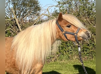 Cheval Miniature américain, Jument, 6 Ans, 85 cm, Alezan