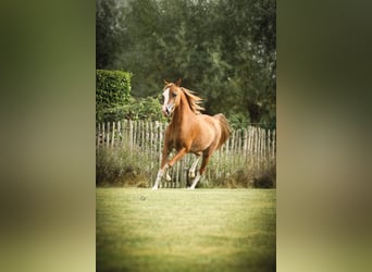 Cheval Miniature américain, Jument, 7 Ans, 100 cm, Sabino