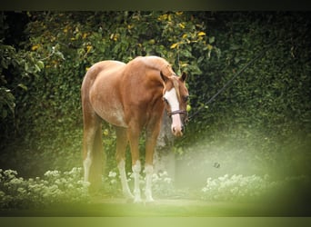 Cheval Miniature américain, Jument, 7 Ans, 100 cm, Sabino