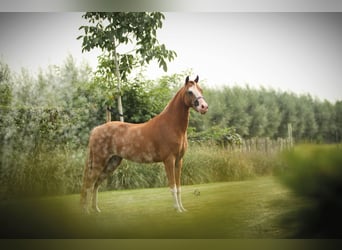 Cheval Miniature américain, Jument, 7 Ans, 100 cm, Sabino