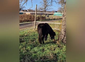 Cheval Miniature américain, Jument, 7 Ans, 84 cm, Noir