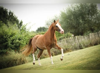 Cheval Miniature américain, Jument, 8 Ans, 100 cm, Sabino