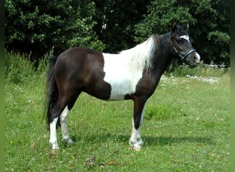 Cheval Miniature américain, Jument, 8 Ans