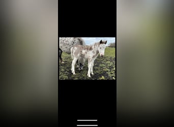 Cheval Miniature américain Croisé, Jument, Poulain (04/2023), 105 cm, Overo-toutes couleurs