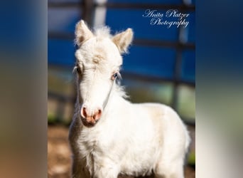 Cheval Miniature américain, Jument, Poulain (04/2023), 83 cm, Tovero-toutes couleurs