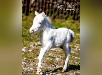 Cheval Miniature américain, Jument, Poulain (04/2023), 83 cm, Tovero-toutes couleurs