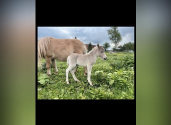 Cheval Miniature américain Croisé, Jument, Poulain (05/2023), 85 cm, Perle