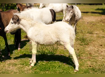 Cheval Miniature américain, Jument, Poulain (06/2025), Tovero-toutes couleurs