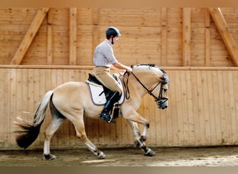 Chevaux fjord, Étalon, 12 Ans, 148 cm, Isabelle