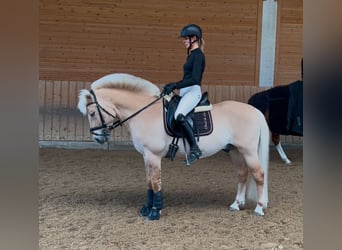 Chevaux fjord, Étalon, 17 Ans, 144 cm, Isabelle