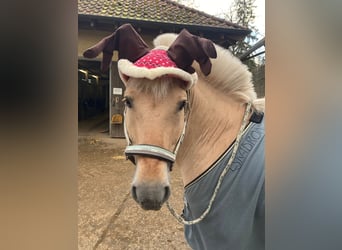 Chevaux fjord, Étalon, 17 Ans, 144 cm, Isabelle
