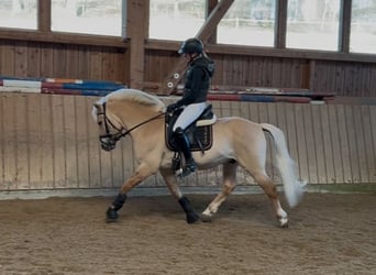 Chevaux fjord, Étalon, 17 Ans, 144 cm, Isabelle