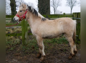 Chevaux fjord, Étalon, 1 Année, 131 cm