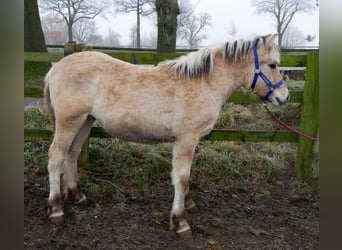 Chevaux fjord, Étalon, 1 Année, 132 cm