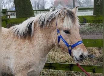 Chevaux fjord, Étalon, 1 Année, 132 cm