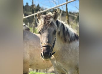 Chevaux fjord, Étalon, 1 Année, 146 cm, Isabelle