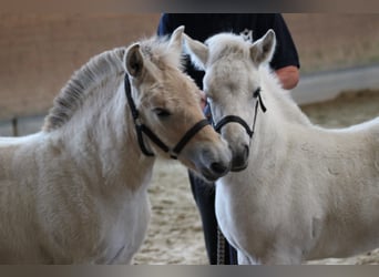 Chevaux fjord, Étalon, 1 Année, 147 cm