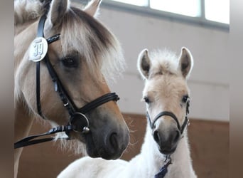 Chevaux fjord, Étalon, 1 Année, 147 cm