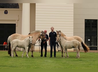 Chevaux fjord, Étalon, 1 Année, 147 cm