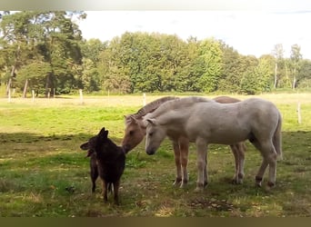 Chevaux fjord, Étalon, 1 Année, 147 cm